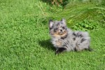 Spitz allemand (teef) 51734
