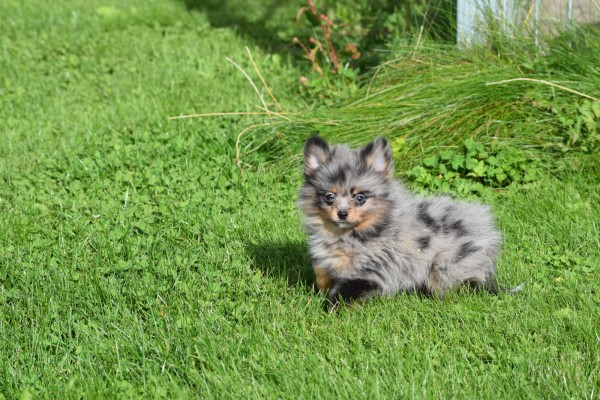 Spitz allemand (teef) 51734