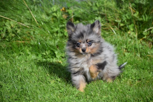 Spitz allemand (teef) 51734