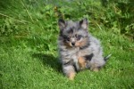 Spitz allemand (teef) 51734