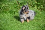 Spitz allemand (teef) 51734