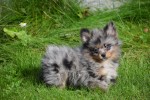Spitz allemand (teef) 51734