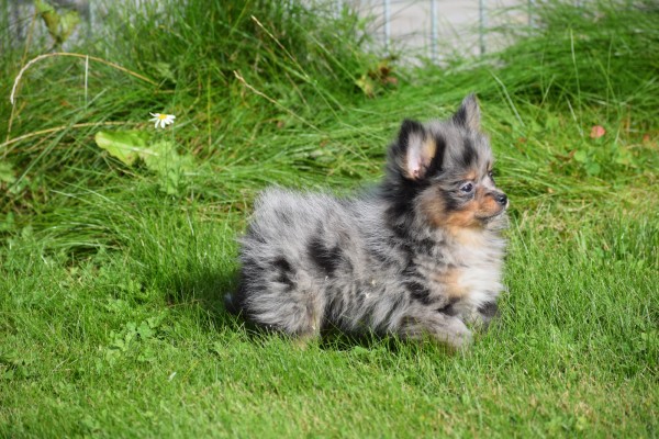 Spitz allemand (teef) 51734