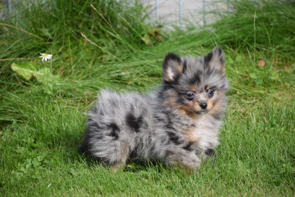 Spitz allemand (teef) 51734