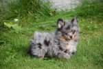 Spitz allemand (teef) 51734