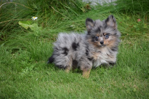 Spitz allemand (teef) 51734