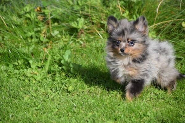 Spitz allemand (teef) 51734