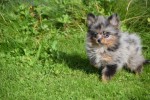 Spitz allemand (teef) 51734