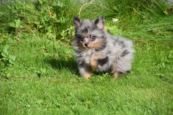 Spitz allemand (teef) 51734