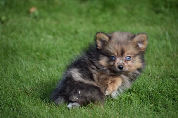 Spitz allemand (teef) 44790
