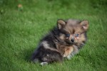 Spitz allemand (teef) 44790