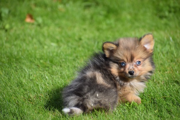 Spitz allemand (teef) 44790