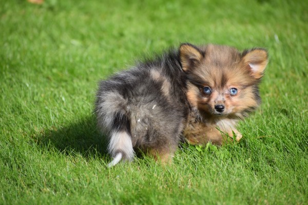 Spitz allemand (teef) 44790