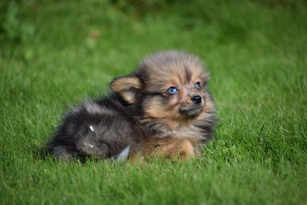 Spitz allemand (teef) 44790