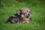 Spitz allemand (teef) 44790