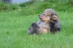 Spitz allemand (teef) 44790