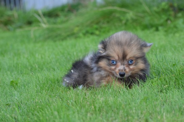 Spitz allemand (teef) 44790