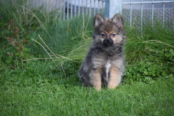 Spitz allemand (teef) 44792