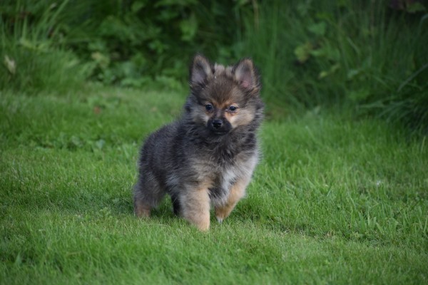 Spitz allemand (teef) 44792