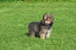 Spitz allemand (teef) 44792