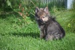 Spitz allemand (teef) 44792