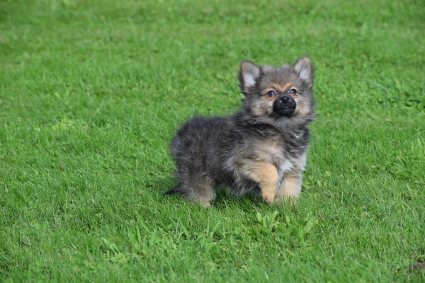 Spitz allemand (teef) 44792