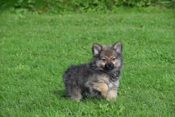 Spitz allemand (teef) 44792