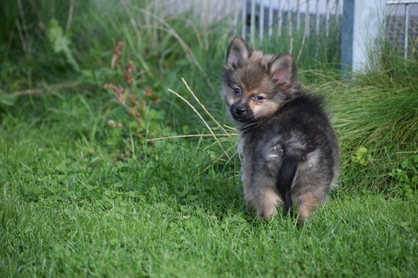 Spitz allemand (teef) 44792