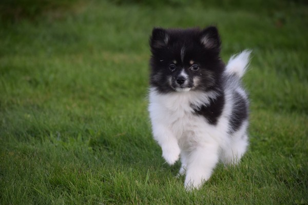 Spitz allemand (teef) 45212