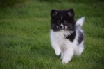 Spitz allemand (teef) 45212