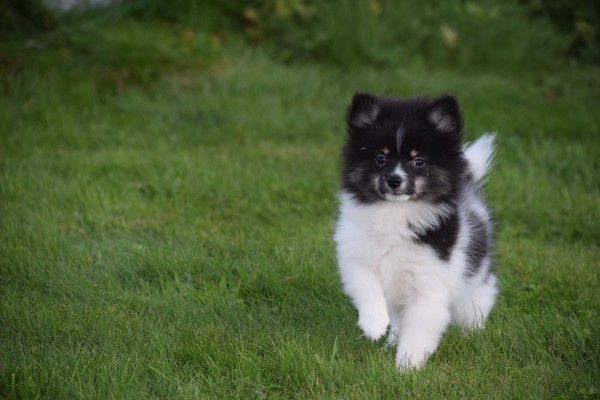 Spitz allemand (teef) 45212