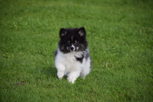 Spitz allemand (teef) 45212