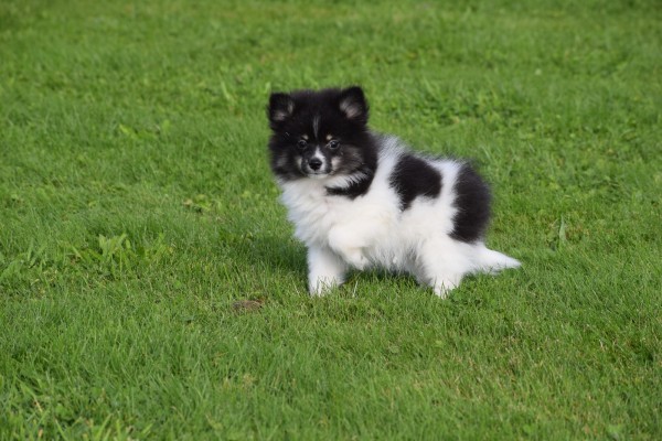 Spitz allemand (teef) 45212