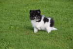 Spitz allemand (teef) 45212
