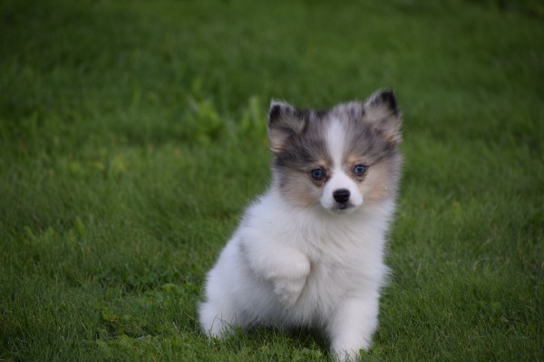 Spitz allemand (teef) 43813