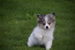 Spitz allemand (teef) 43813