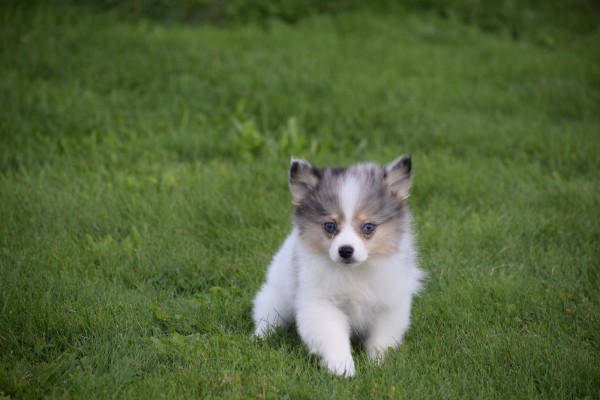 Spitz allemand (teef) 43813