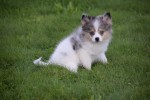 Spitz allemand (teef) 43813