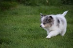 Spitz allemand (teef) 43813