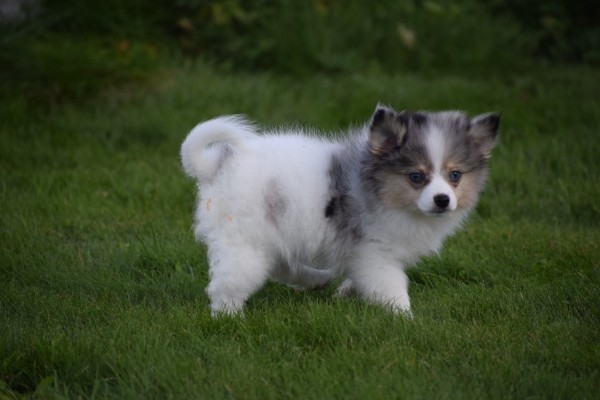 Spitz allemand (teef) 43813