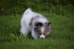 Spitz allemand (teef) 43813