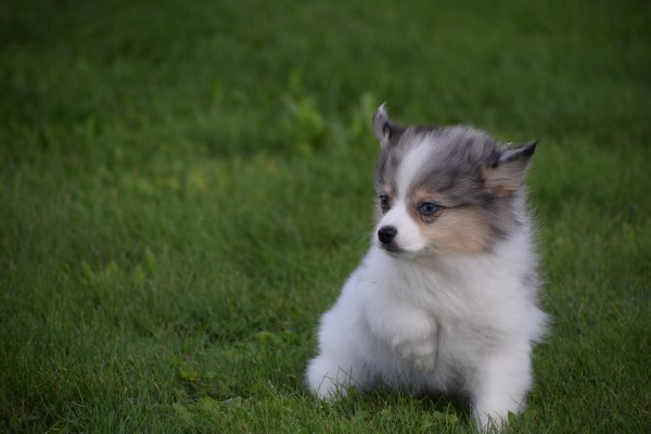 Spitz allemand (teef) 43813