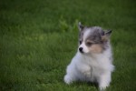 Spitz allemand (teef) 43813