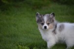 Spitz allemand (teef) 43813