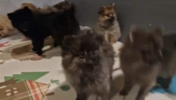 Keeshond pups nestje 