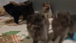 Keeshond pups nestje 