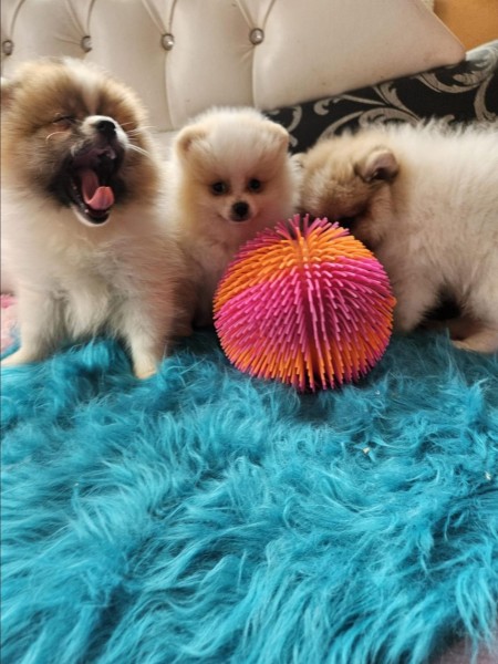 Keeshond pups nestje 