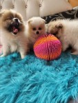 Keeshond pups nestje 