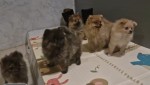 Keeshond pups nestje 