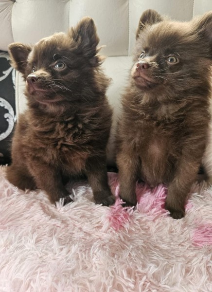 Keeshond pups nestje 